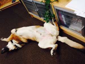 Timber sleeping on the job @ my office.