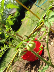 Tomatoes are growing!